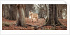 Horse in forest by Assaf Frank
